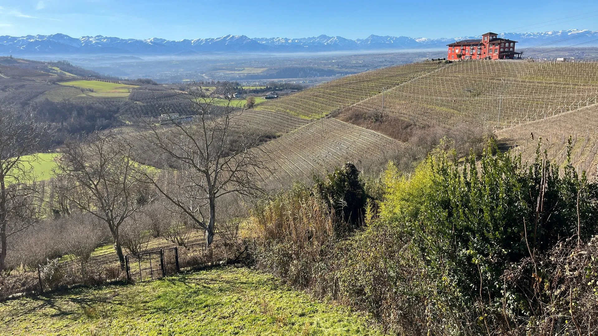 Weinberge und Monviso am Horizont